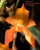 Bulbophyllum cootesii  (04)